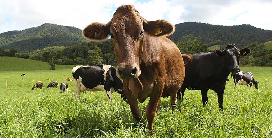 CHEELONGA FARMING