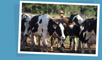 CHEELONGA FARMING
